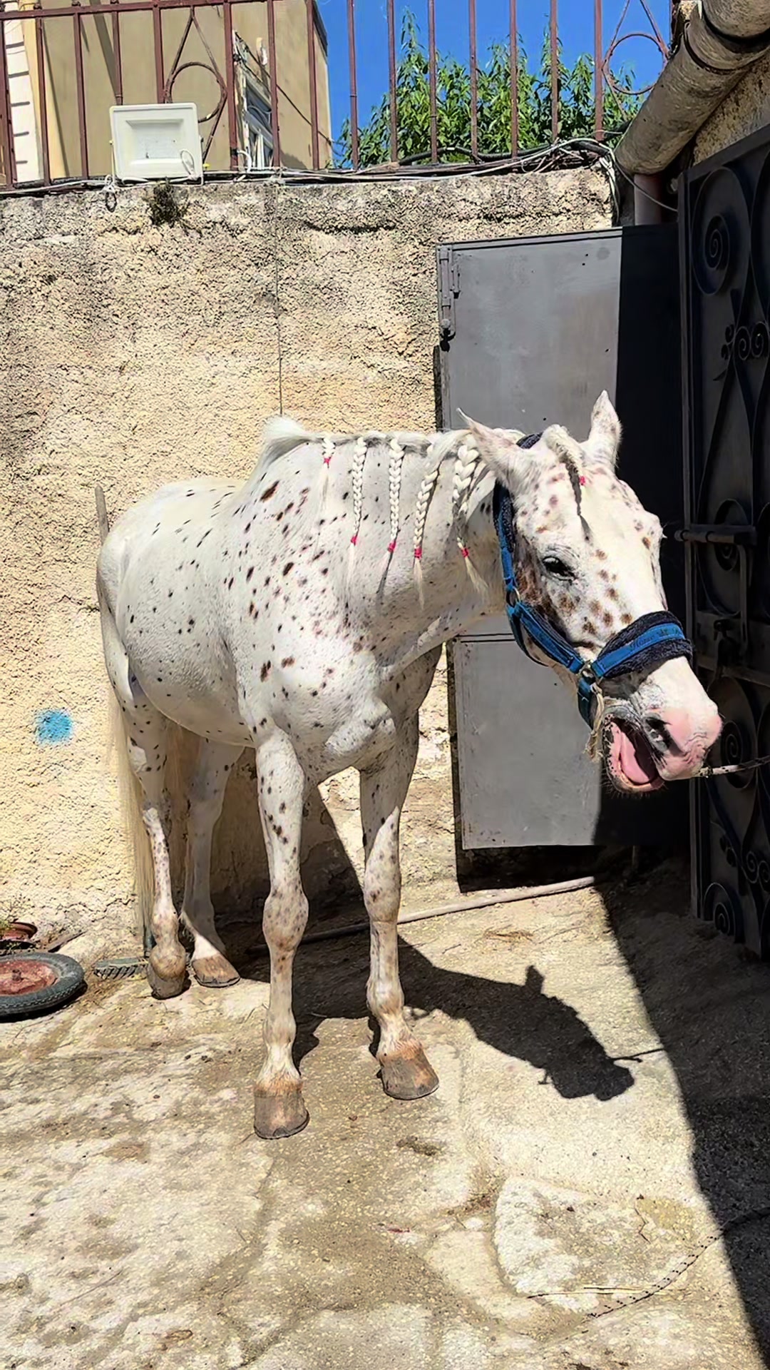 @Chiara Vitali 🐴