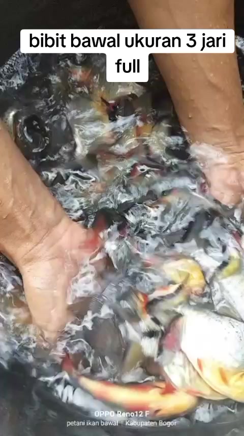 @afdhal koi farm