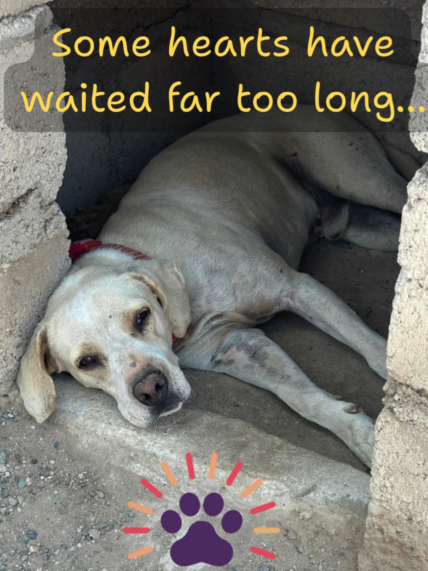 @A Dogs New Life