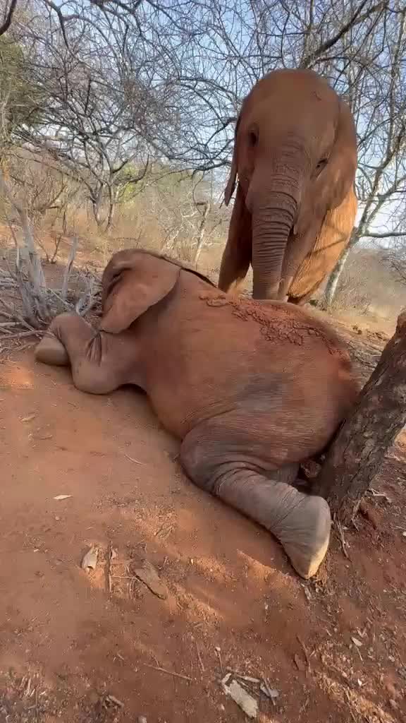 @SheldrickTrust