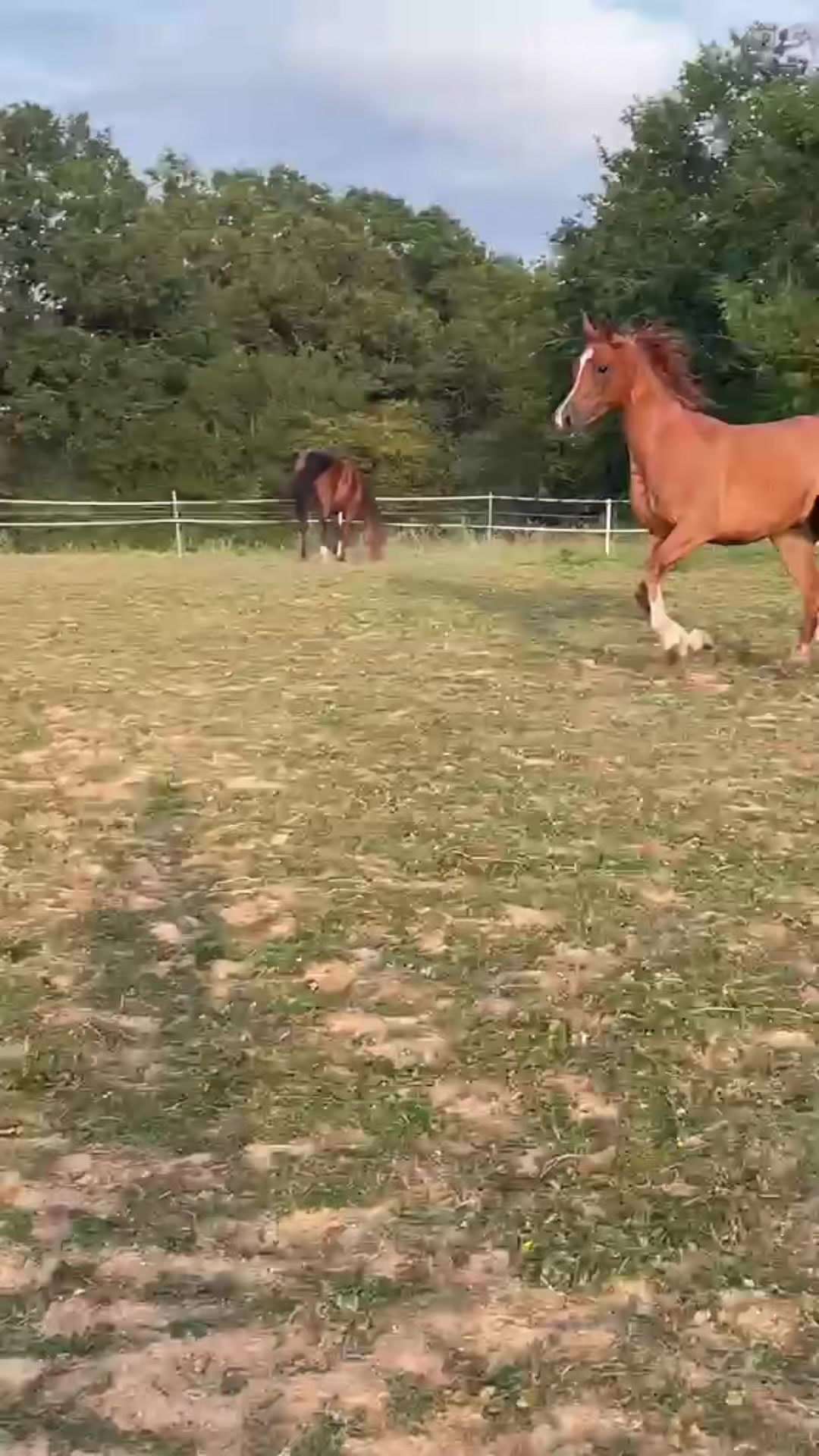 @fur kids 🦄🐴🐺🐺🐺🐺🐺🐺