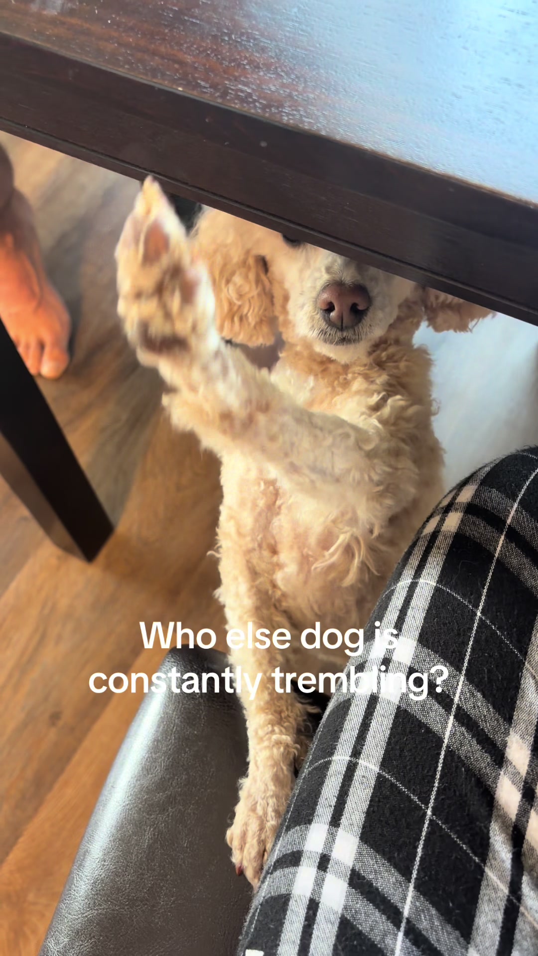 @Winnie the Poodle 🍯