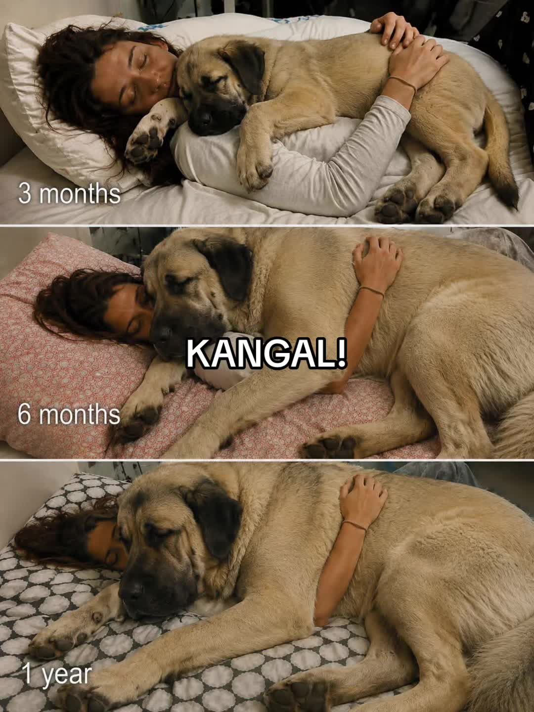 @Ultimate Puppies