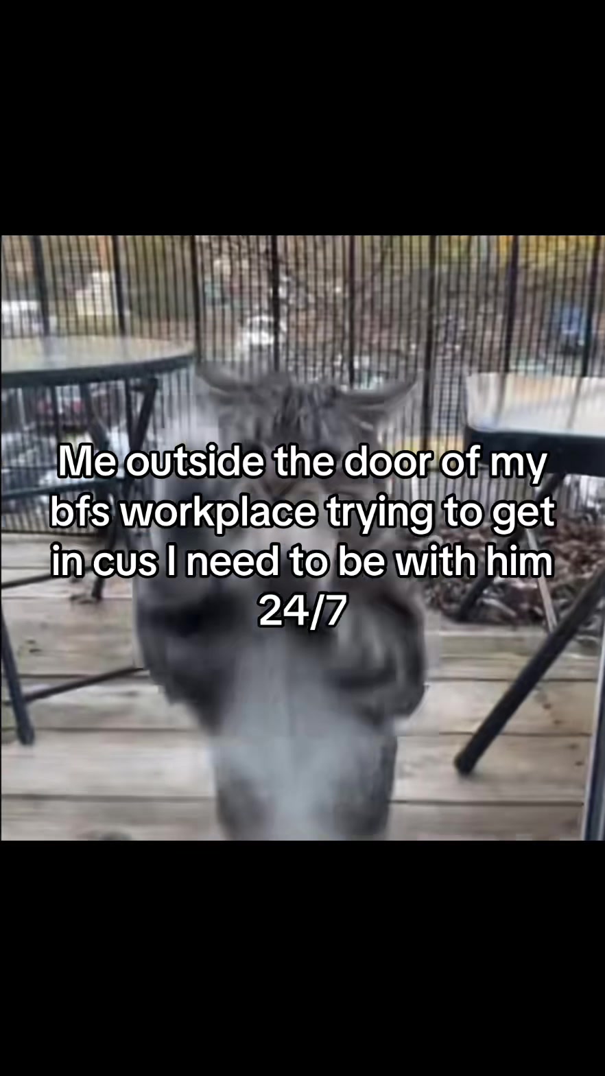 @LavanderCat