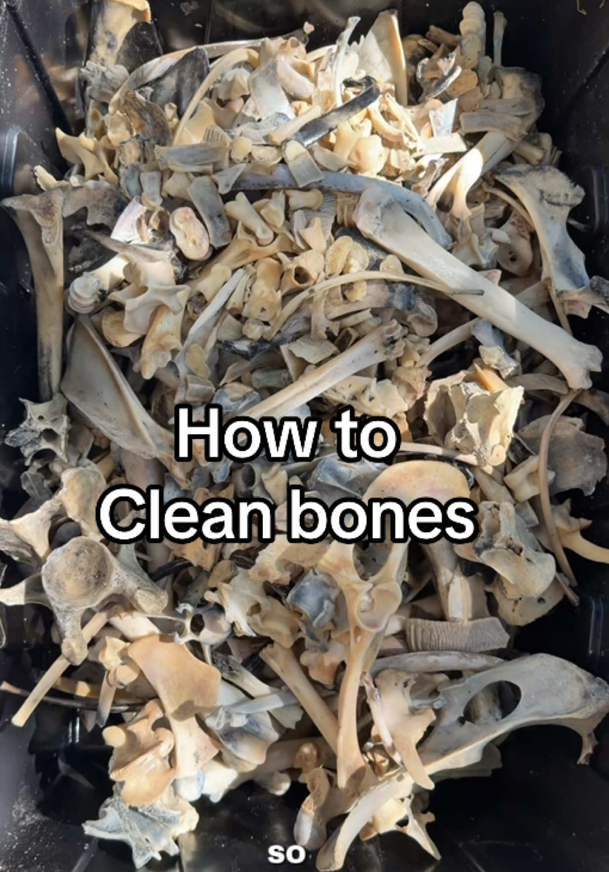 @Closet&ensp;Of&ensp;Skeletons