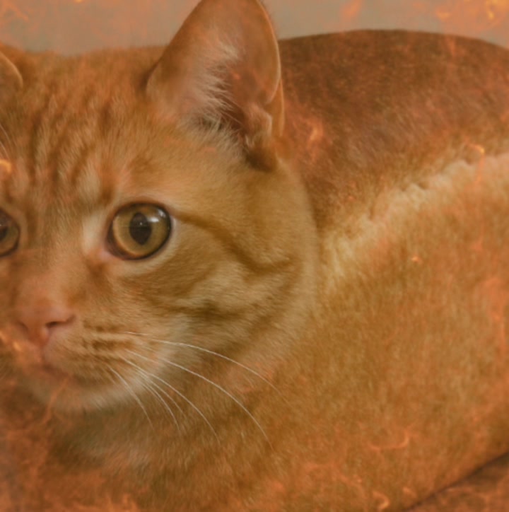@bread_.cat