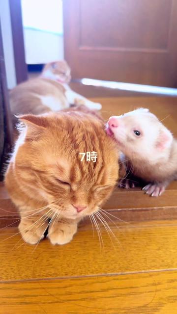 @あにまるファミリー/6猫2フェレット