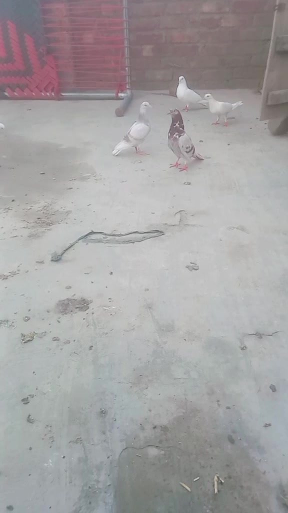 @saad f s