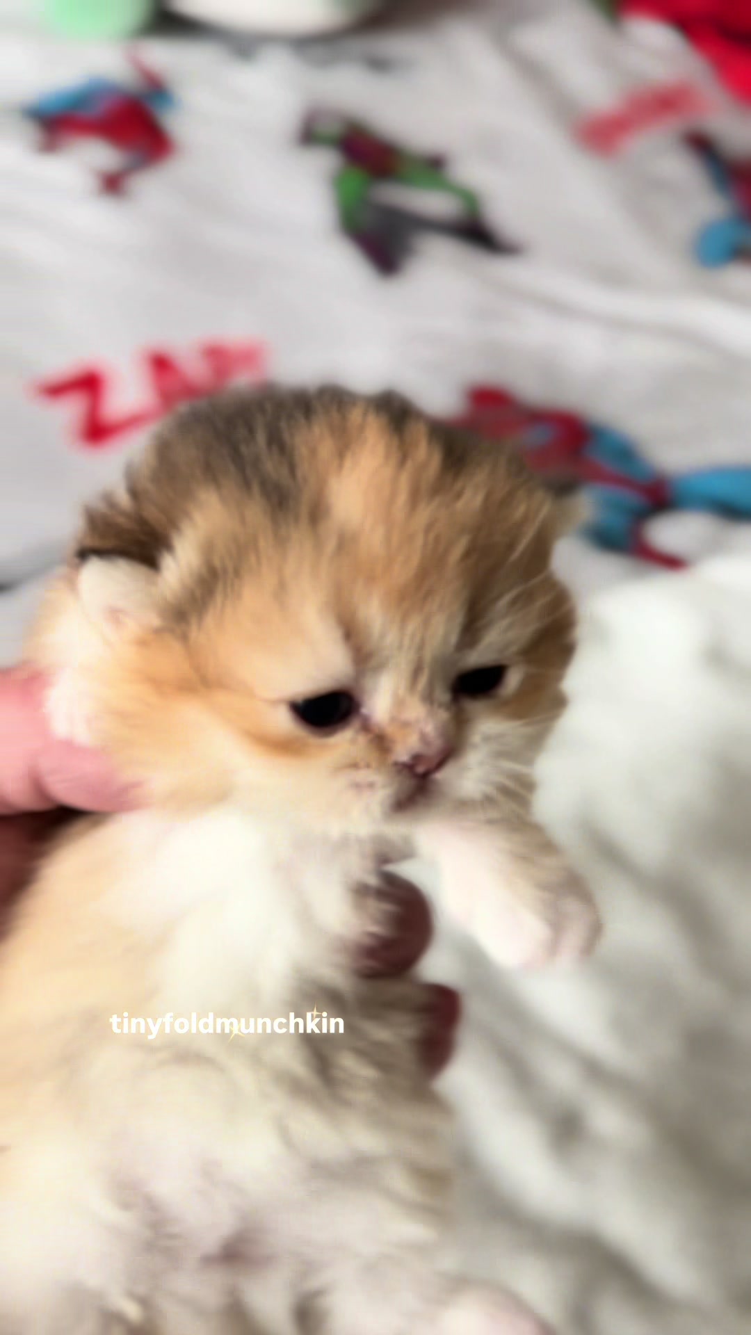 @tinyfoldmunchkin