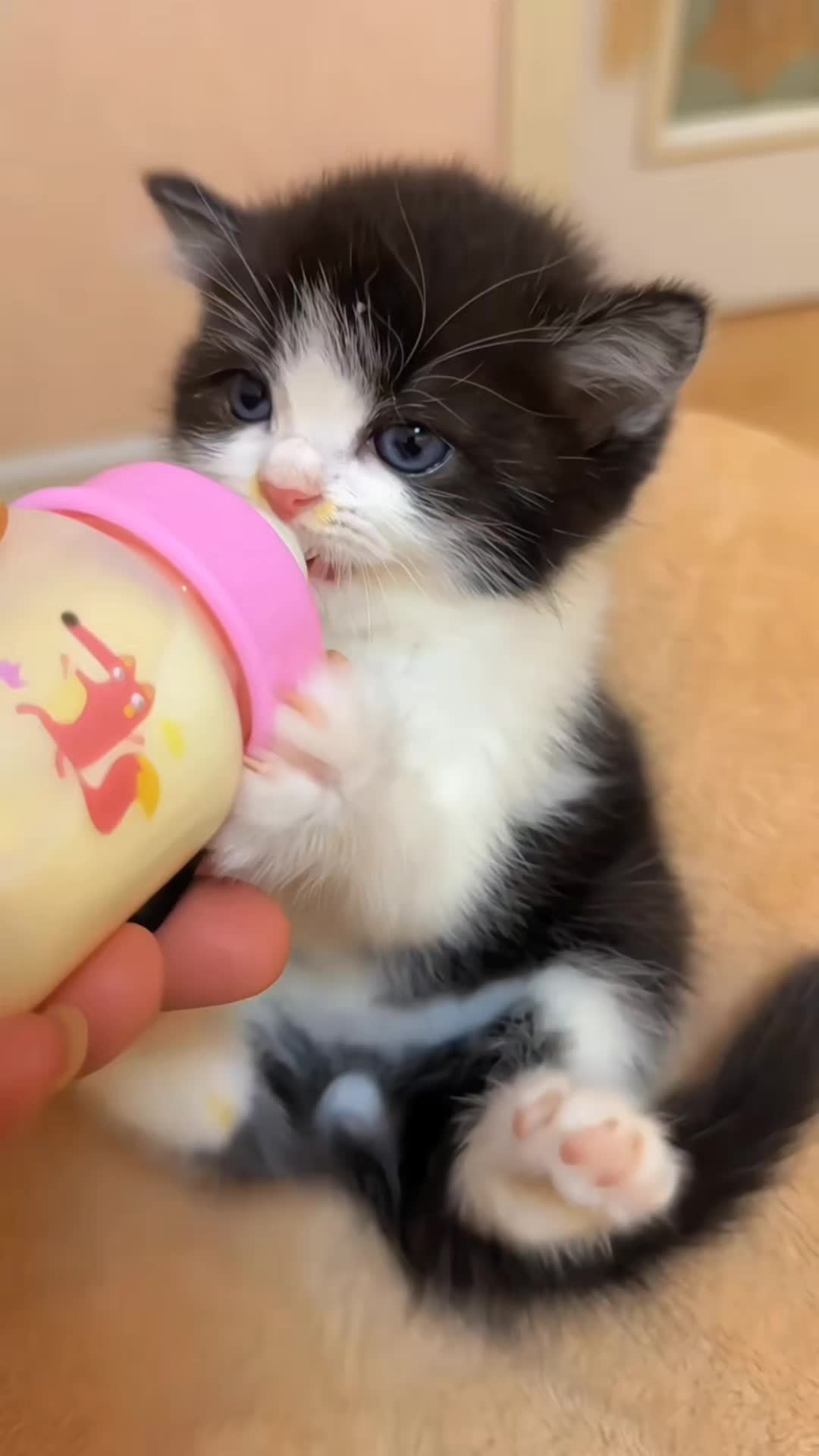 @catnipcrazee