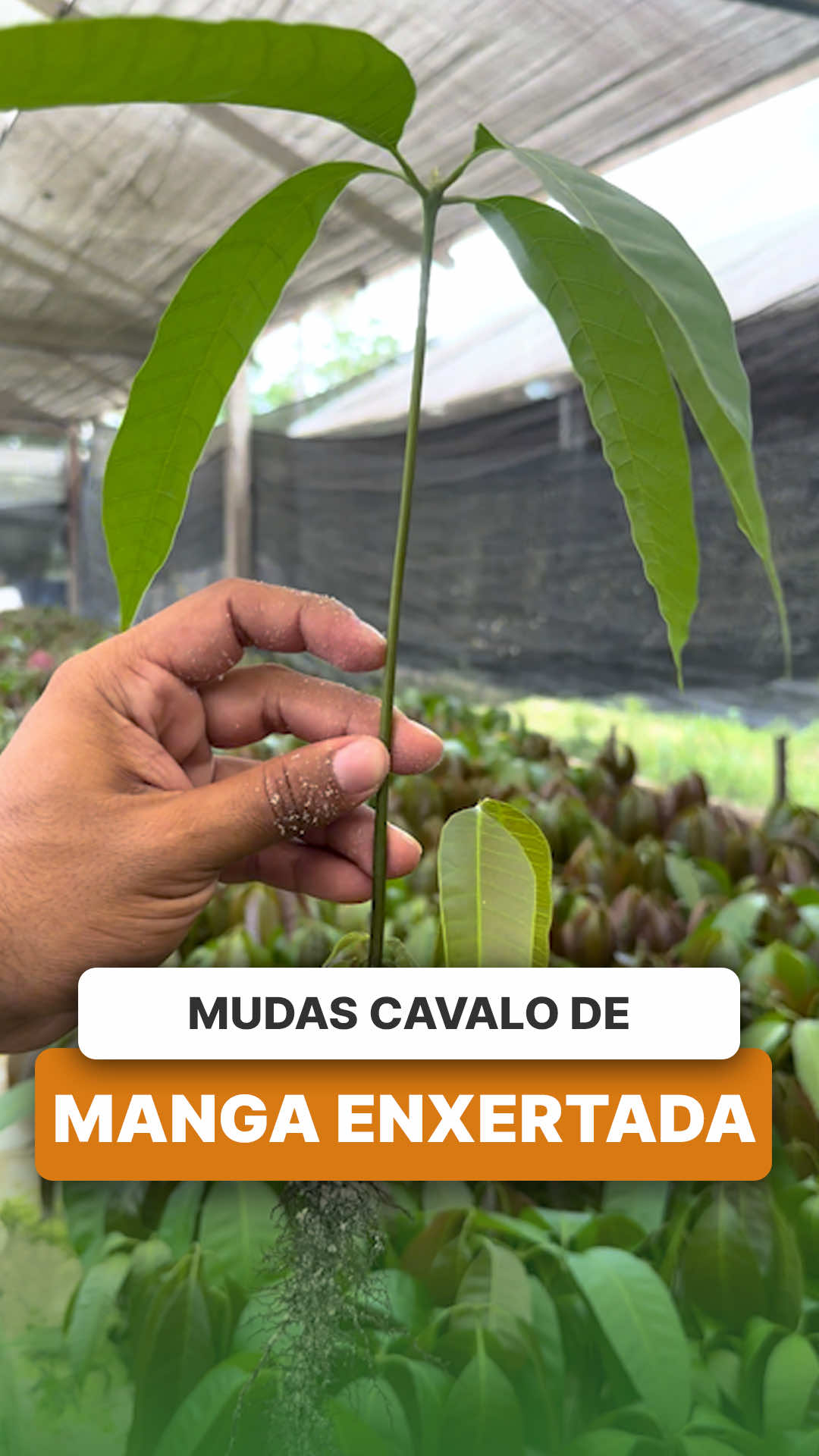 @ViveiroProMudas