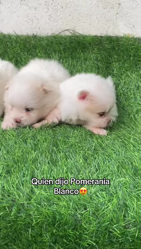 @Dogsr_rd1