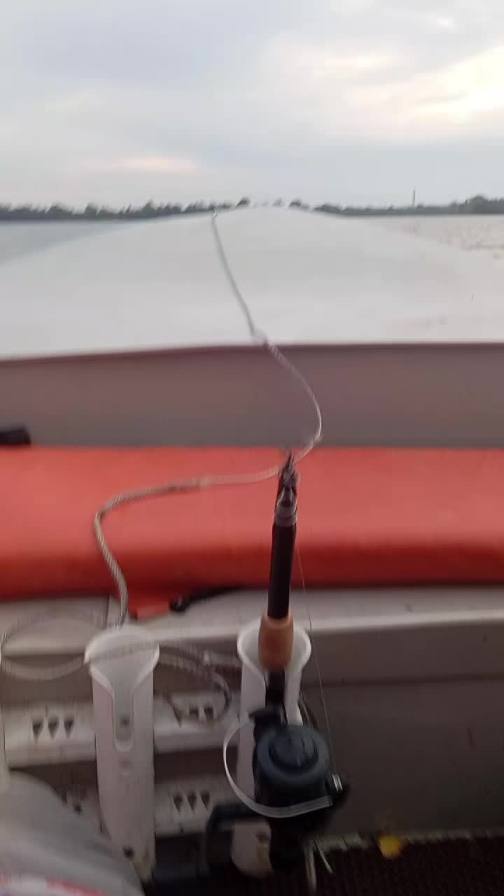 @король лев