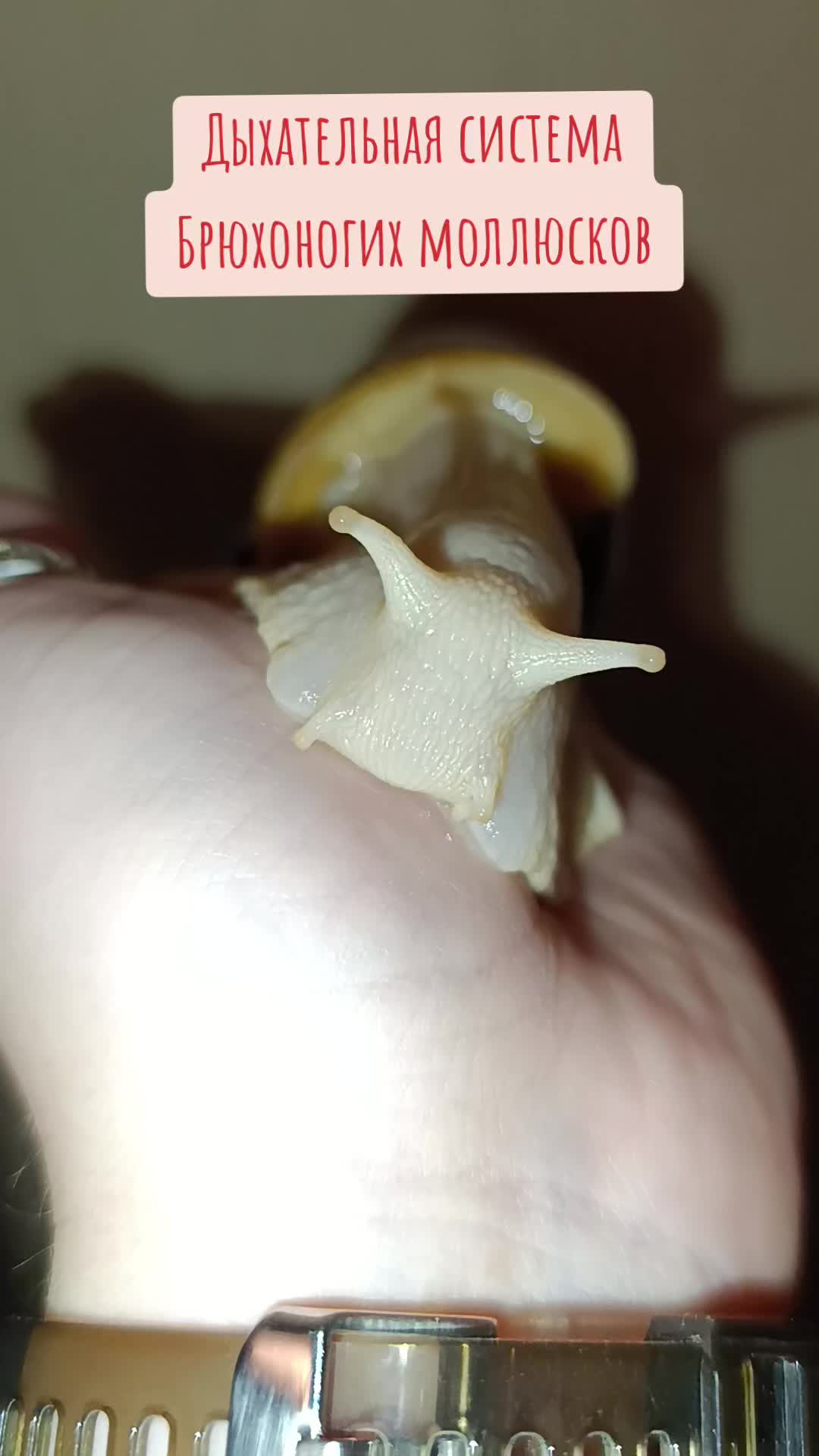 @Биология 🐢