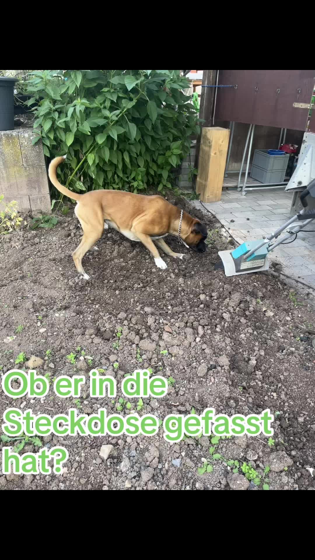 @ostfriesenfrau