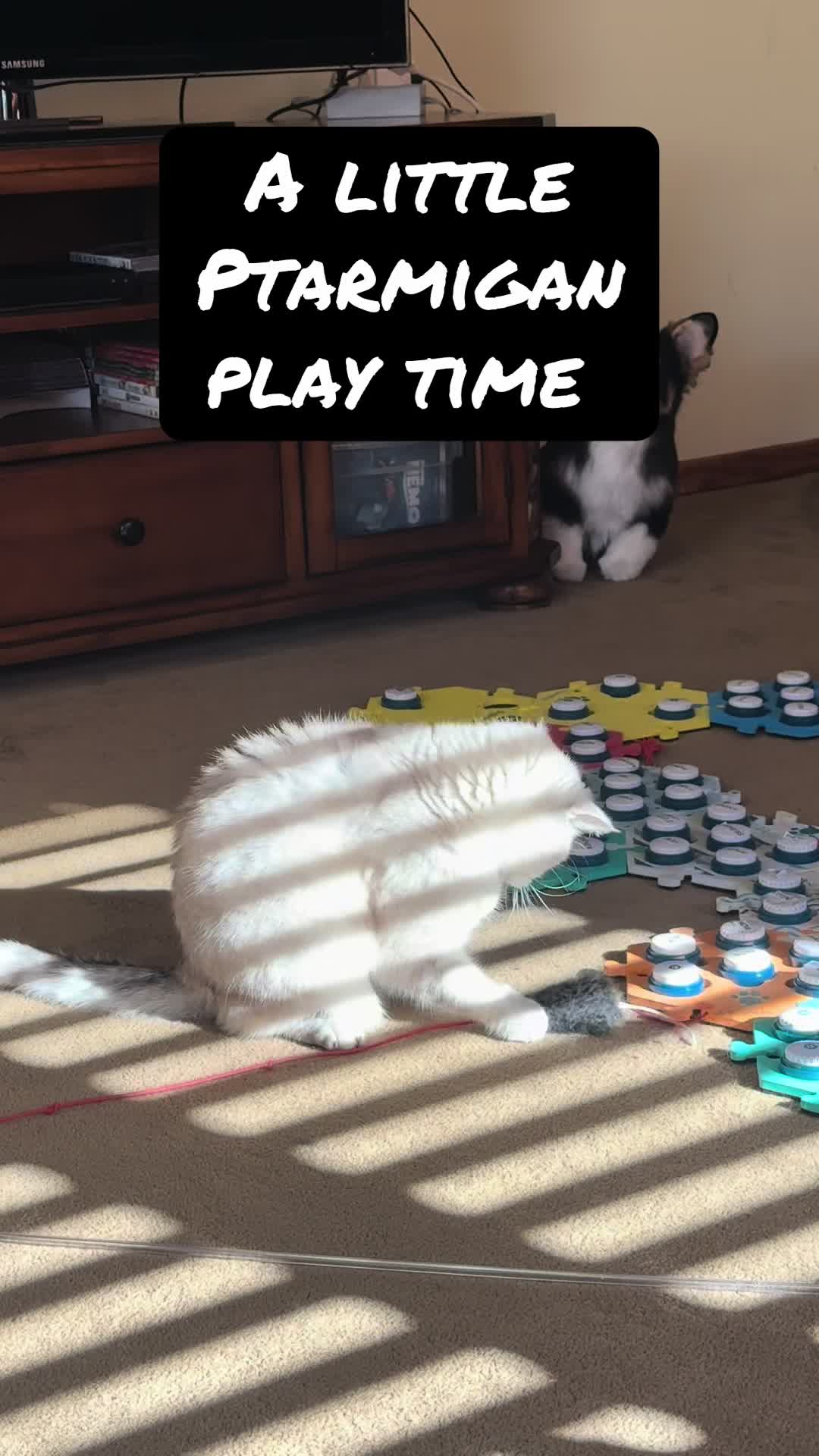 @Puffindoestricks