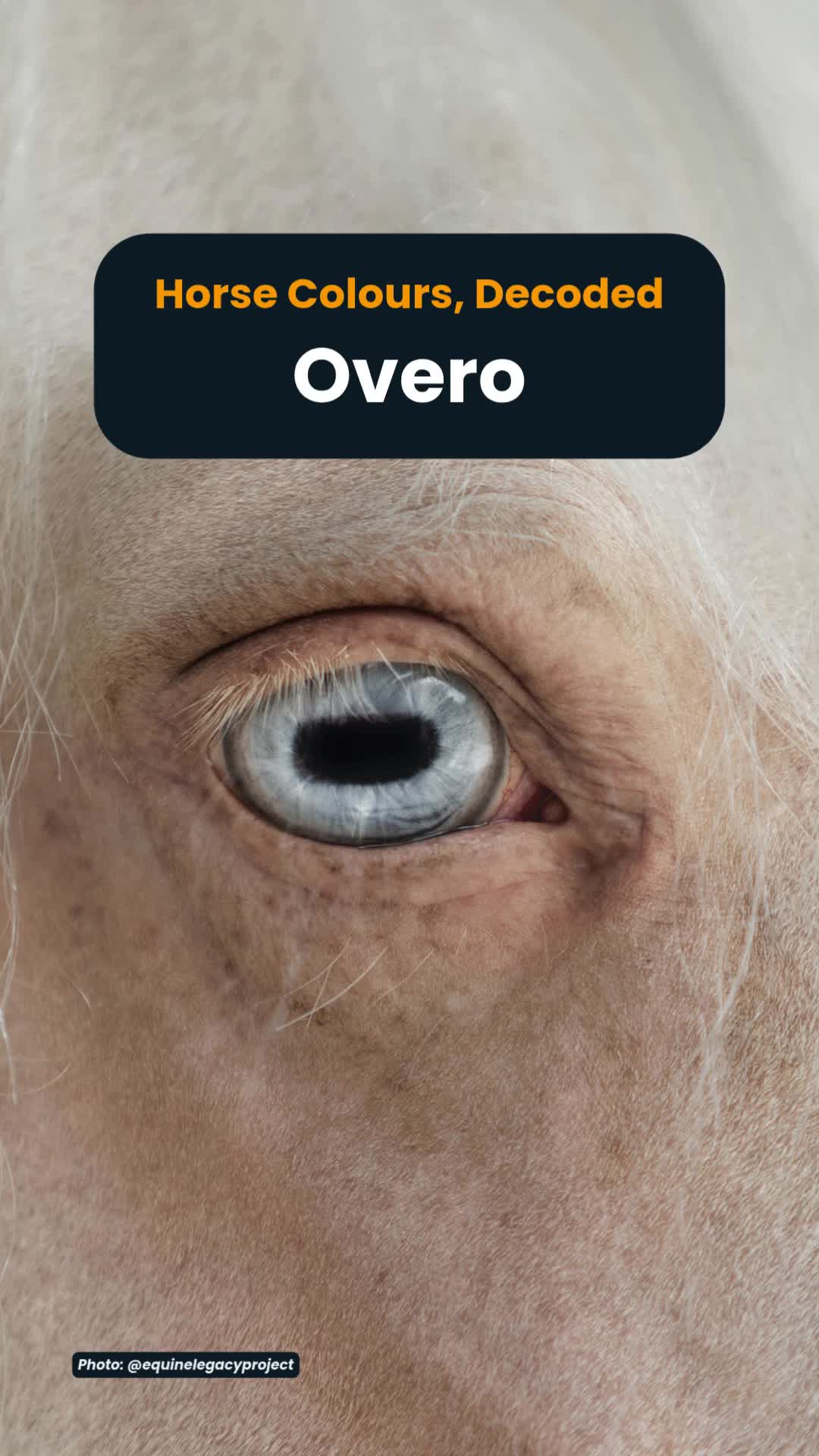 @Horse Reality