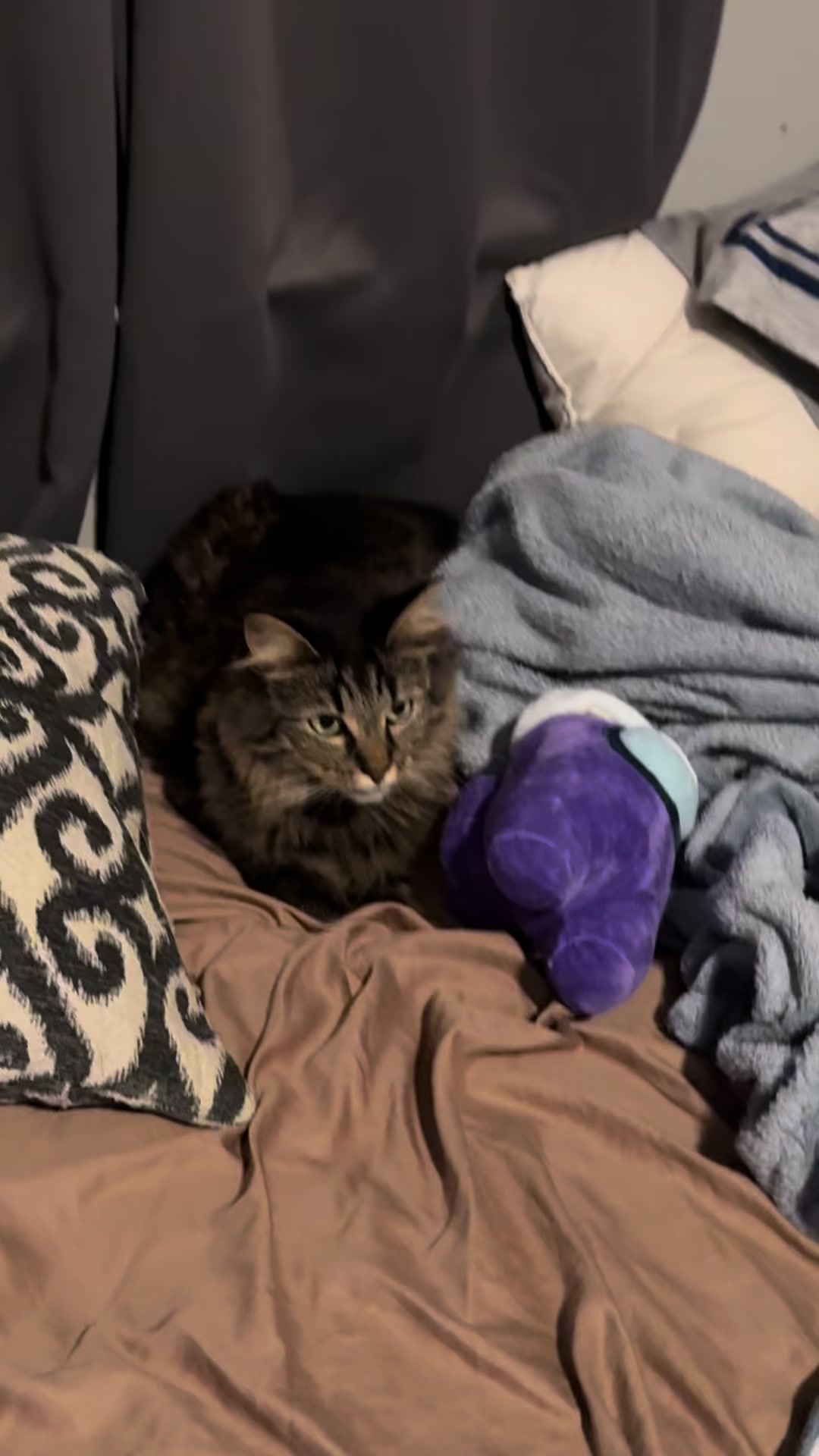 @RoxySnowballCatDrama