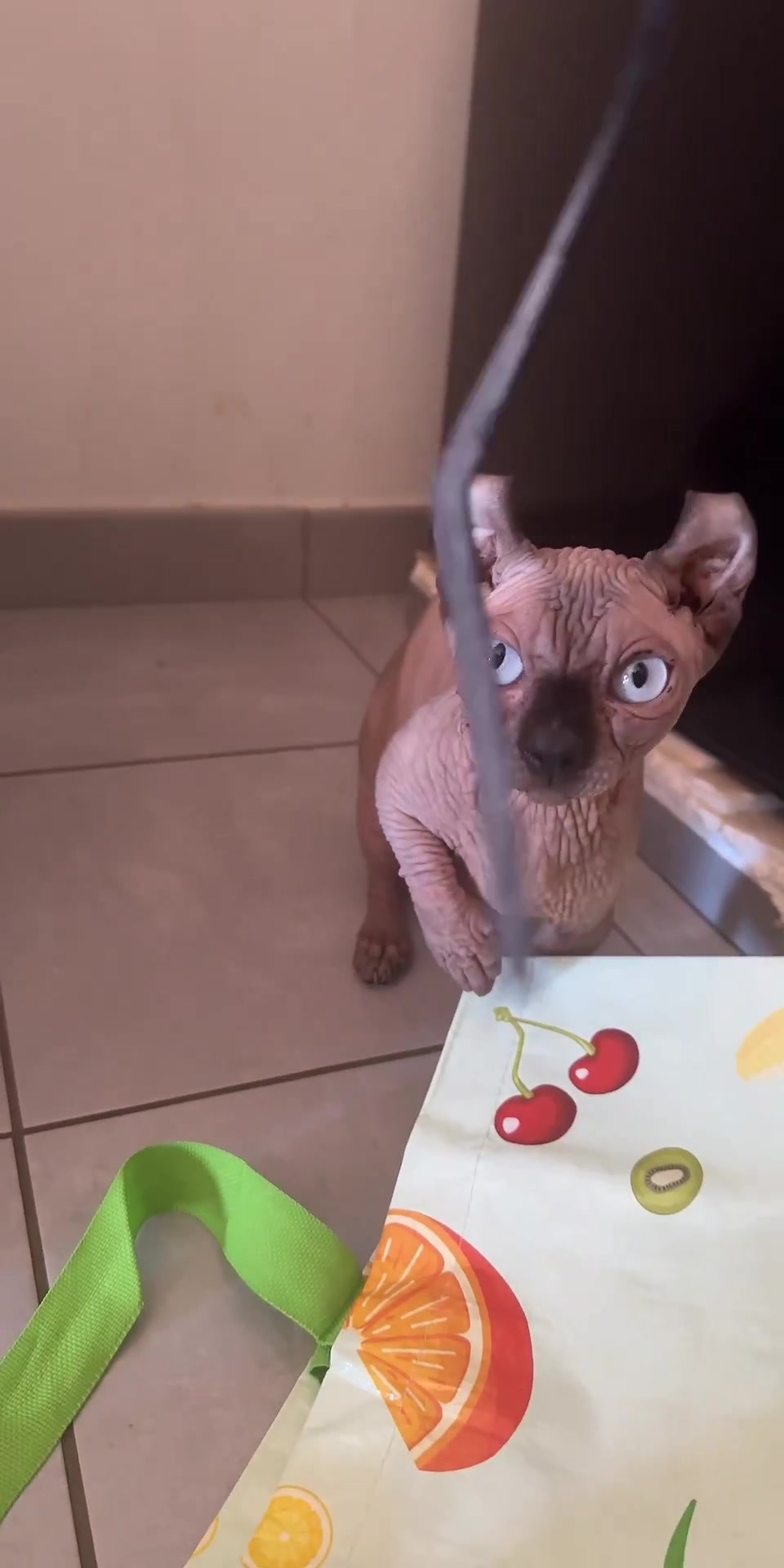 @vanilleetbeerus