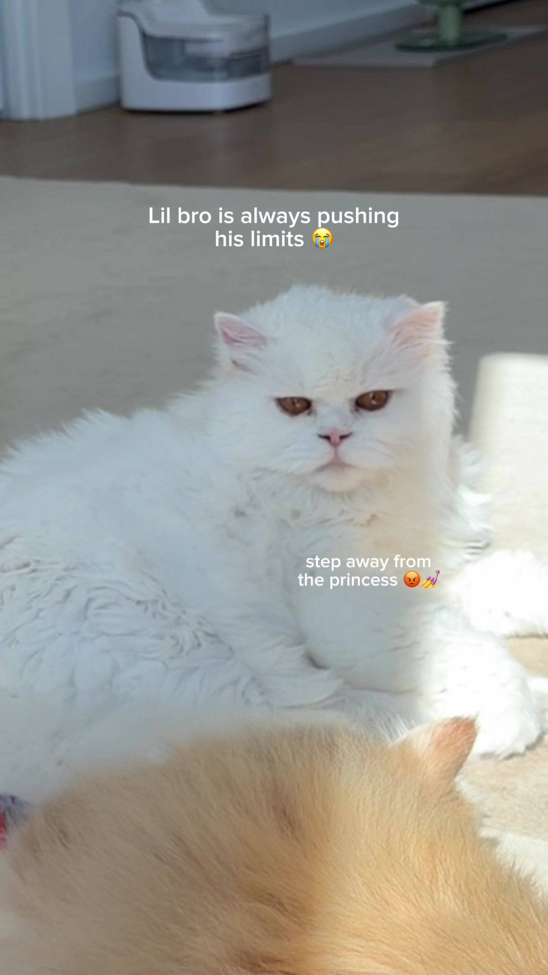 @Cleo the City Kitty