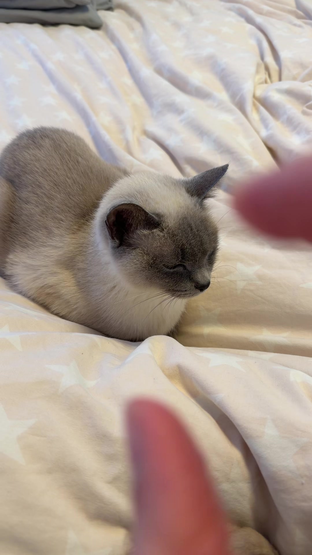 @TugbasCats
