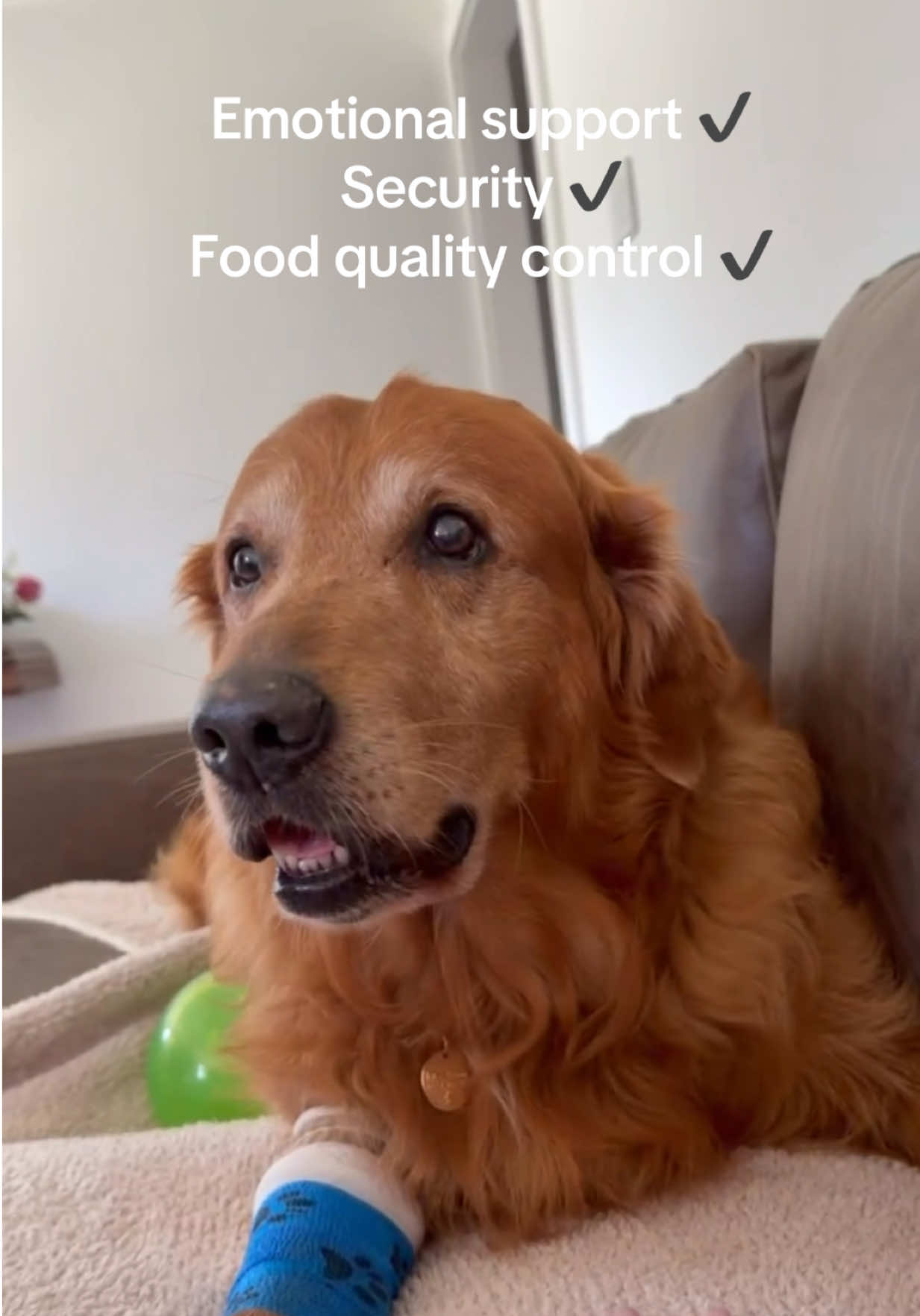 @DogMomisms