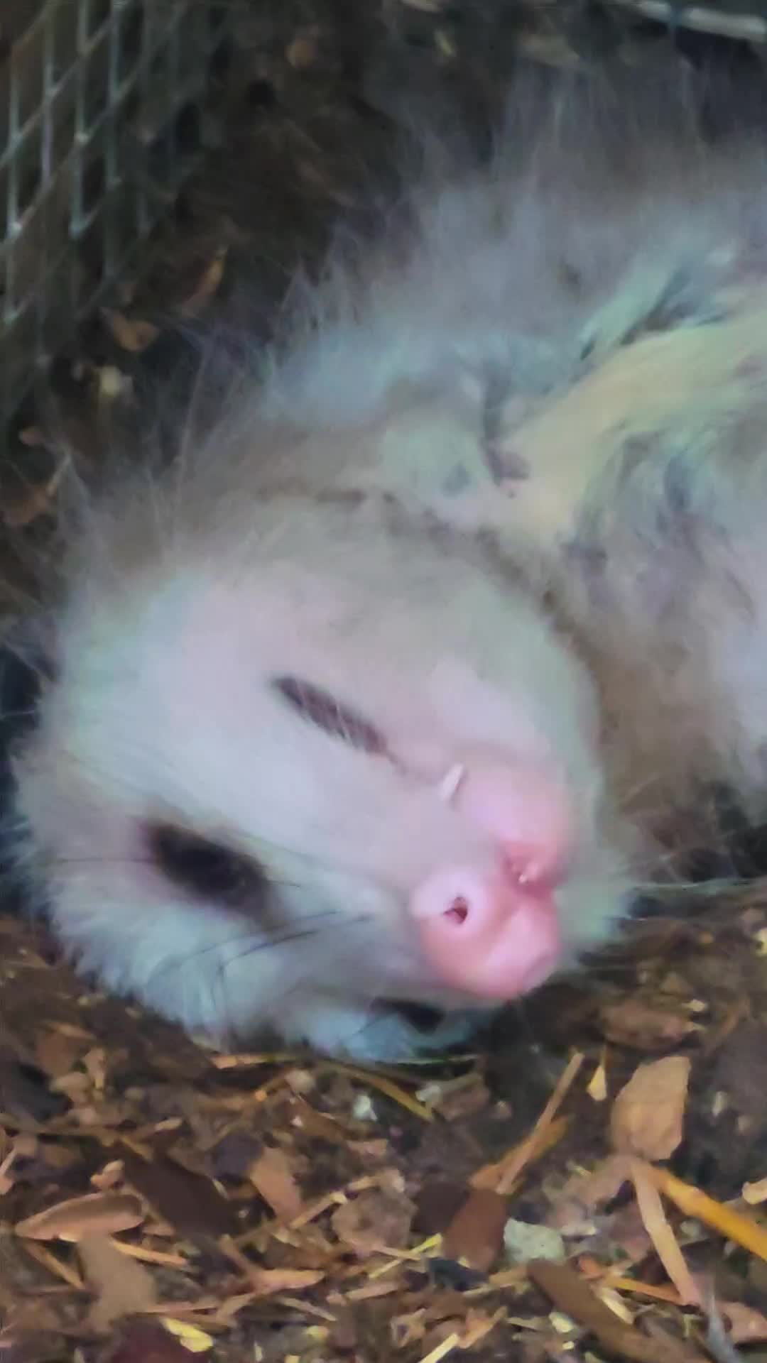 @Little Bit Wildlife Rescue