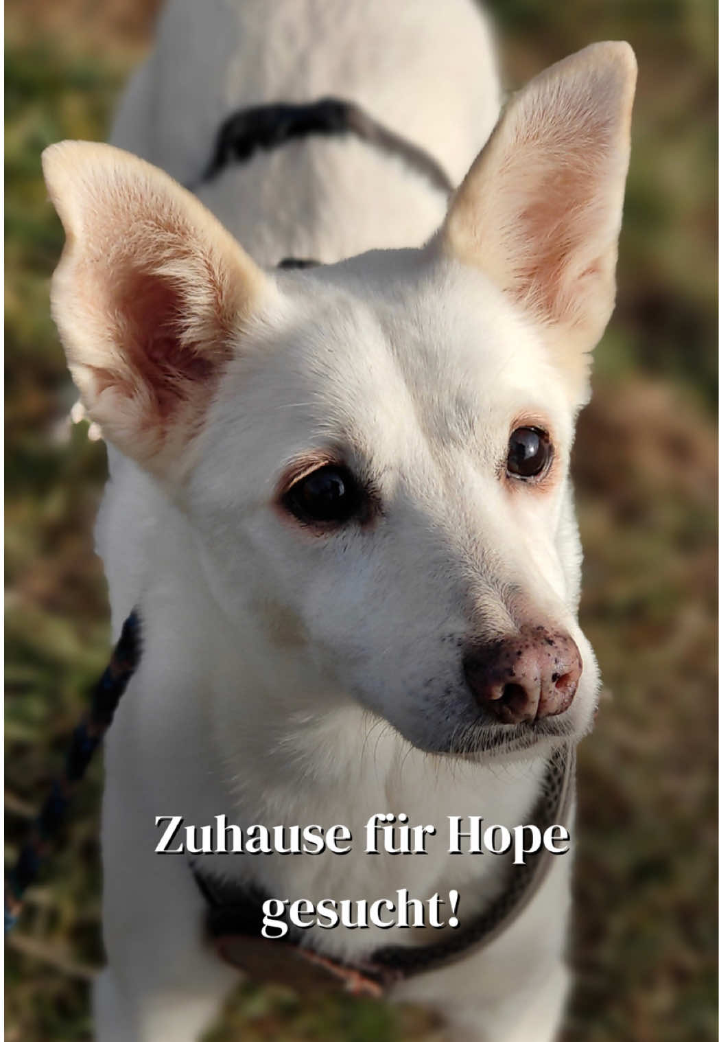 @SpecialDogs e.V.