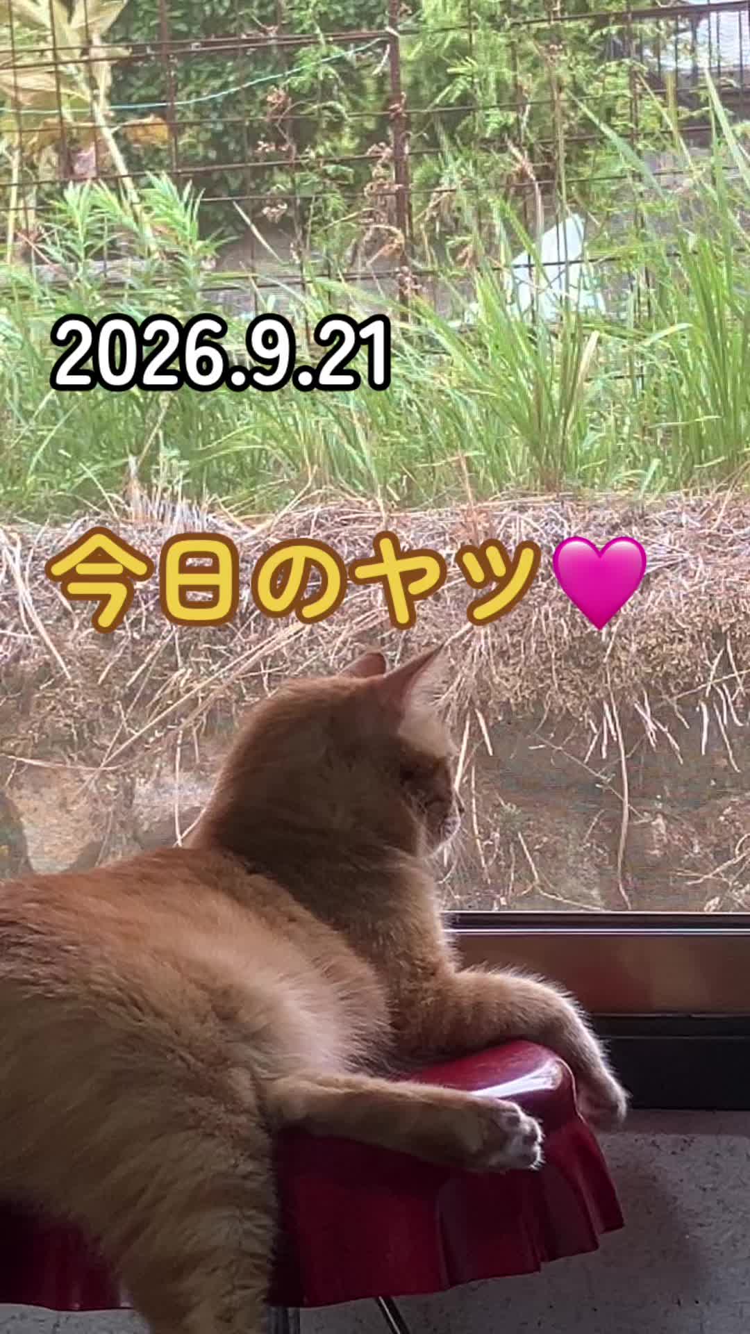 @茶トラ商店