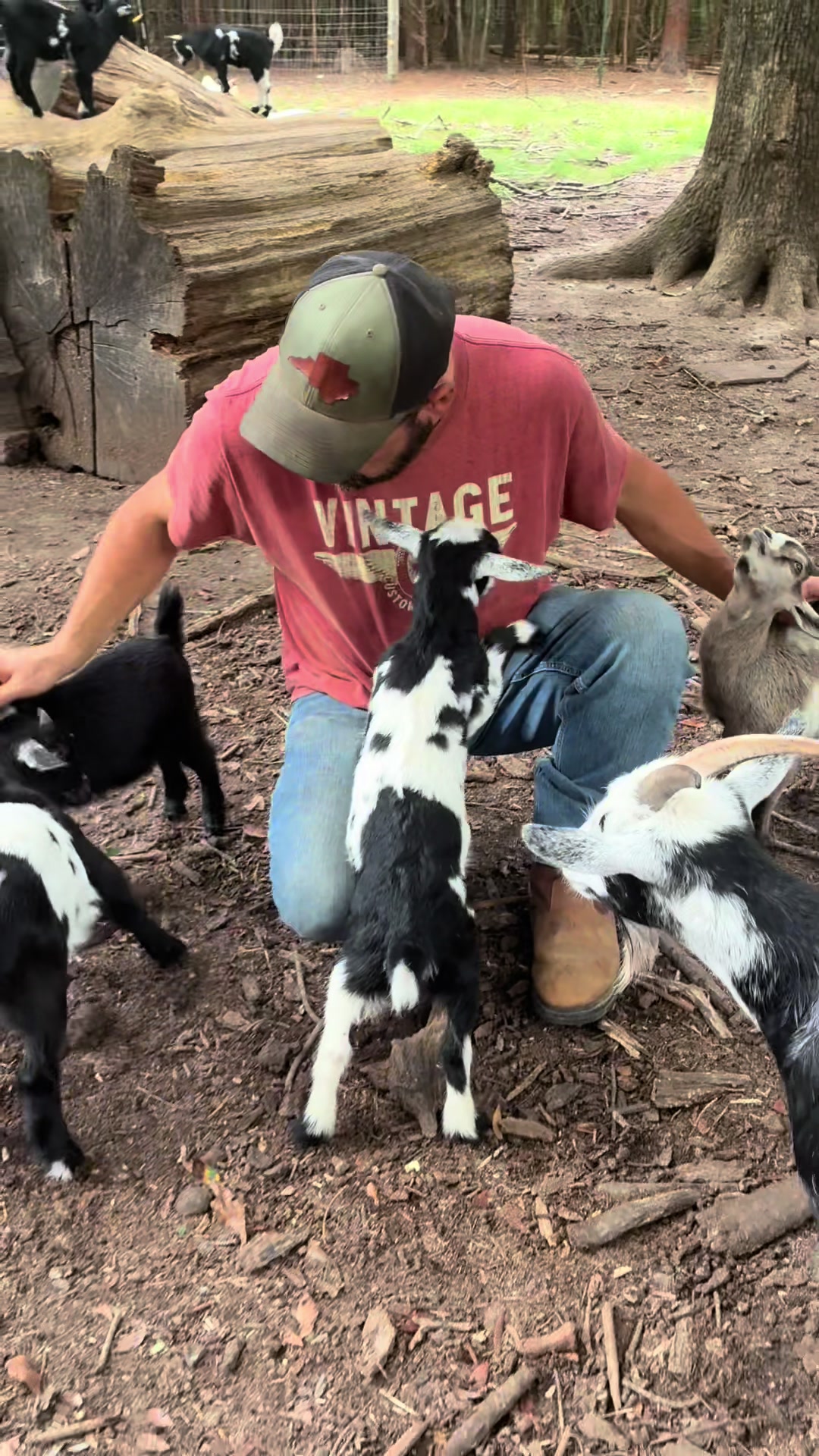 @Gray Acres Homestead