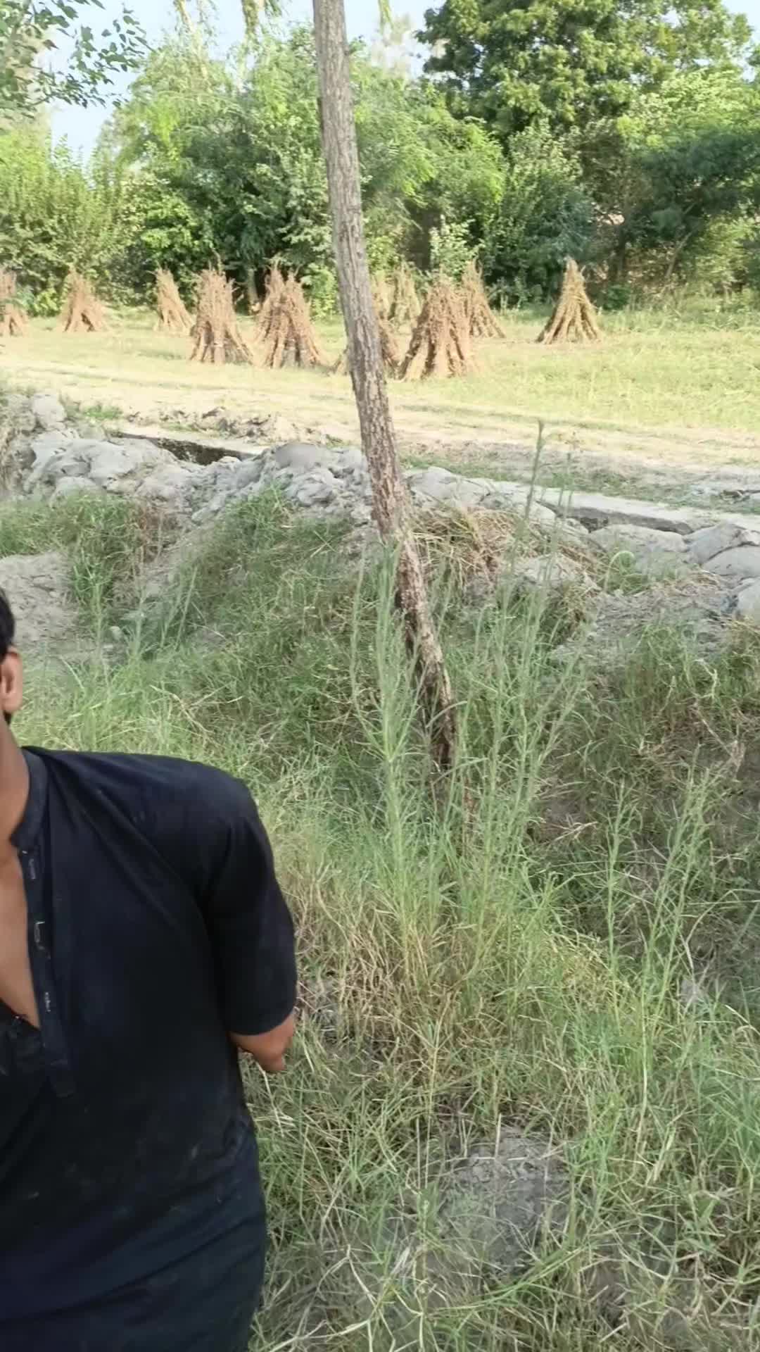 @گُڈو بادشاہ