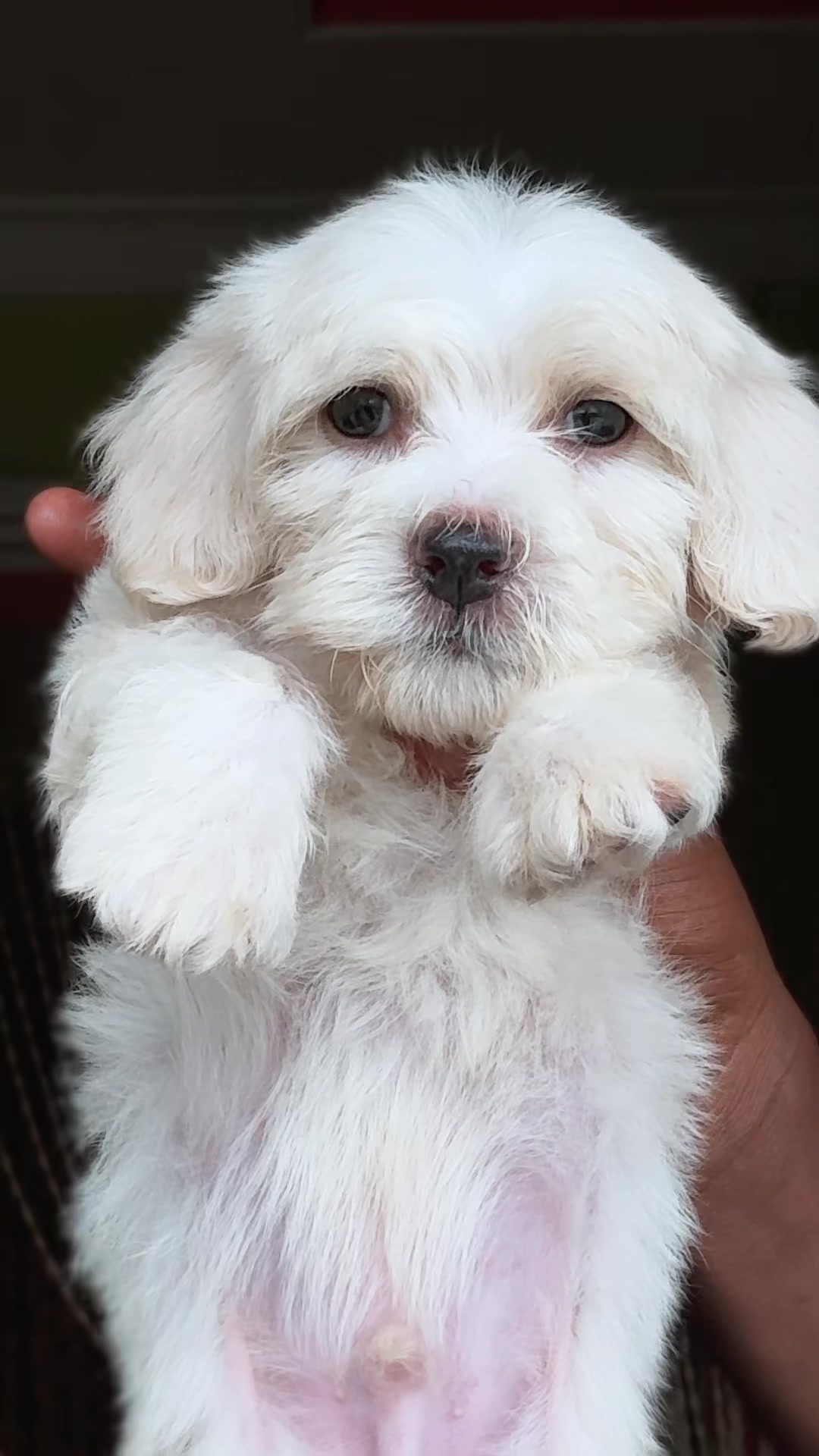 @Mothersheila_DogTv