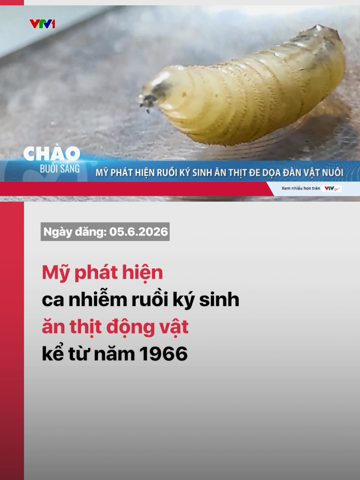 @VTV24