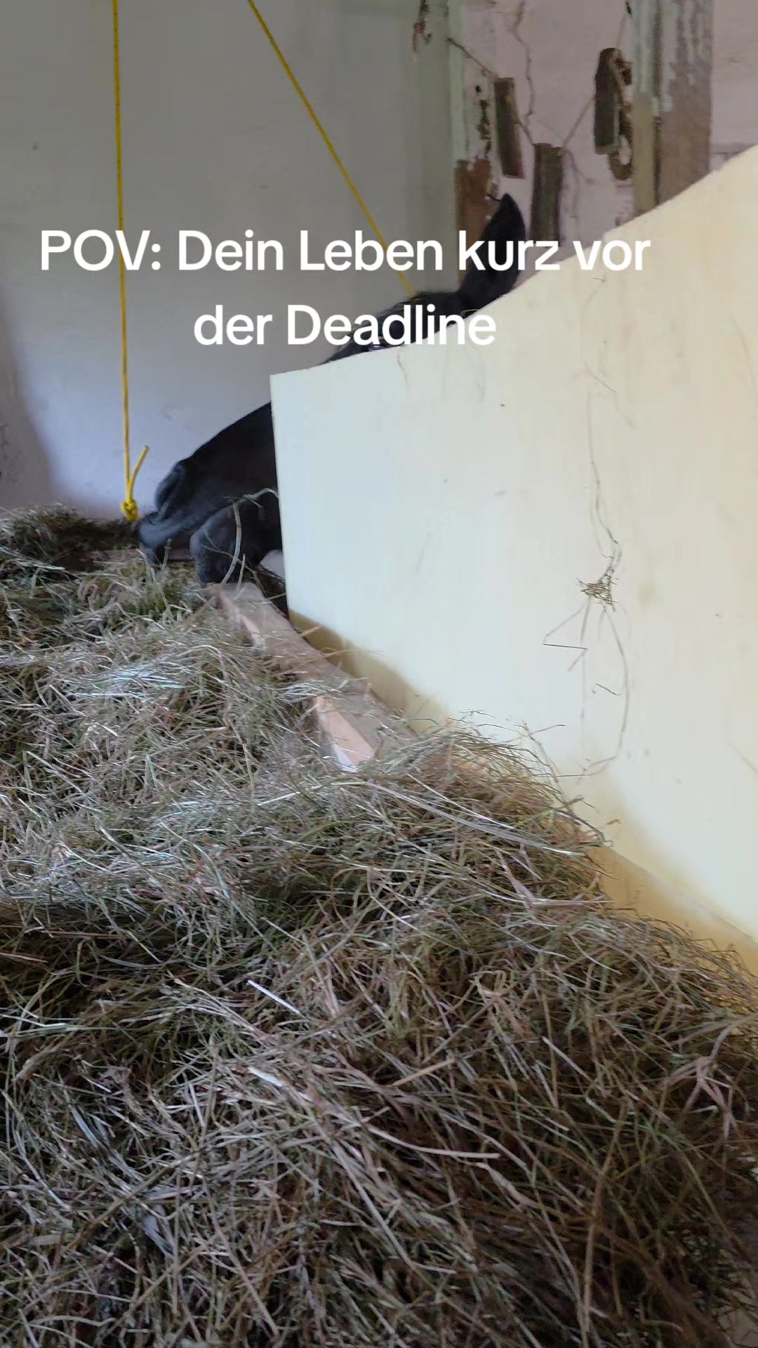 @die_van_fresserinchens