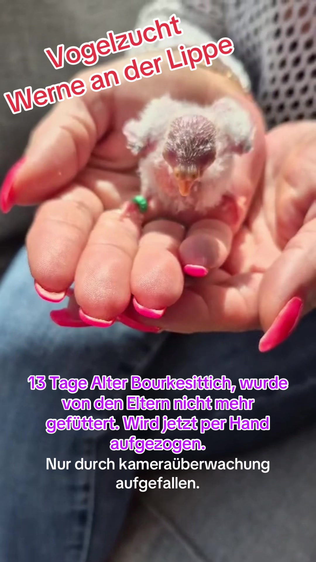 @Vogelzucht Werne an der Lippe