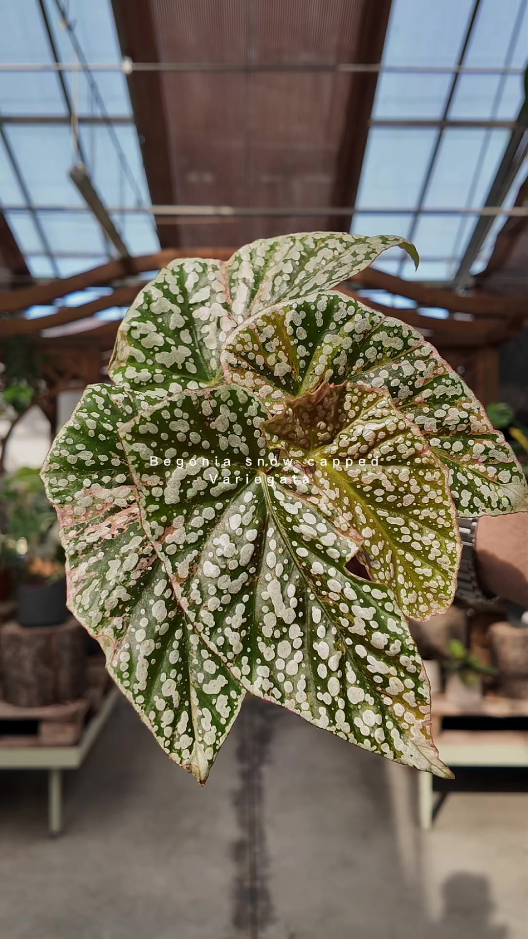 @Garden Center Brioli