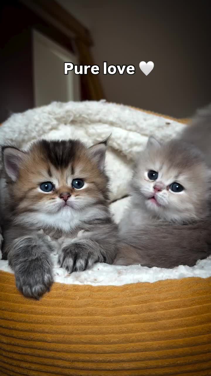 @Royal Mainecoon🇫🇷