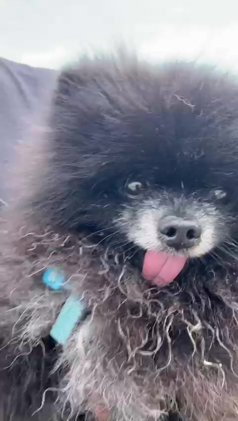 @pomeranian_iru_Spain