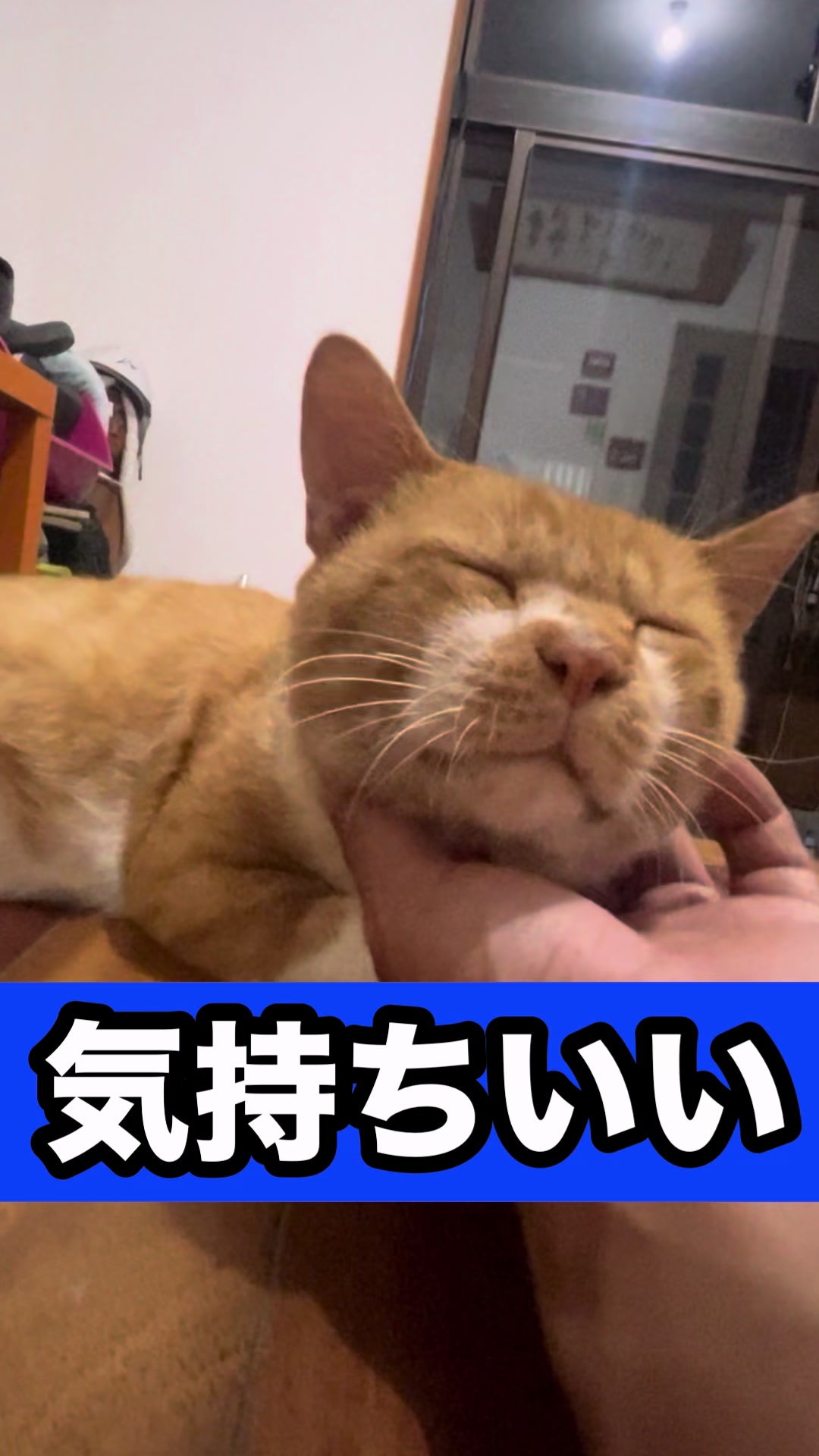 @藤原 政宗　動物好き❤️飛行機好き❤️