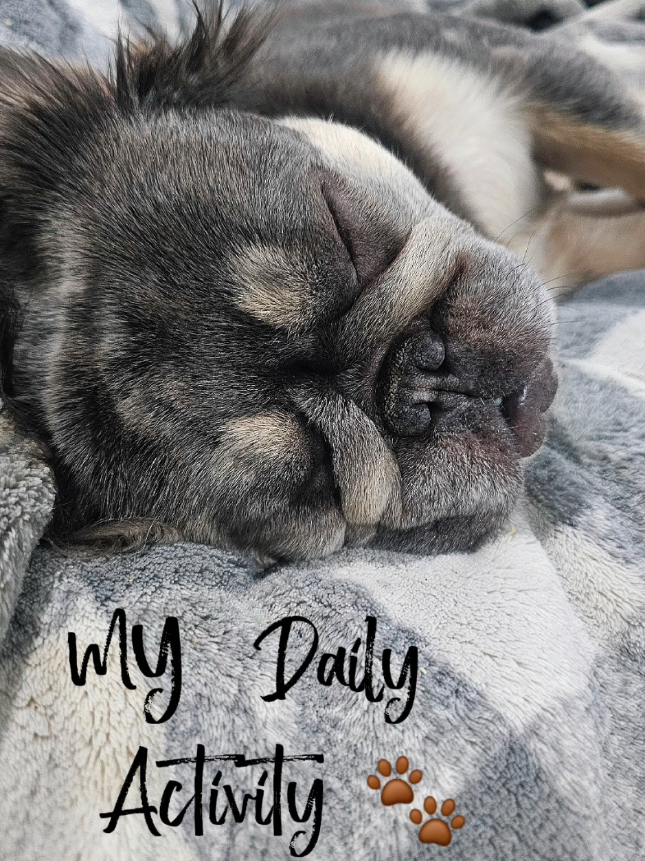 @Diamond State French Bulldogs