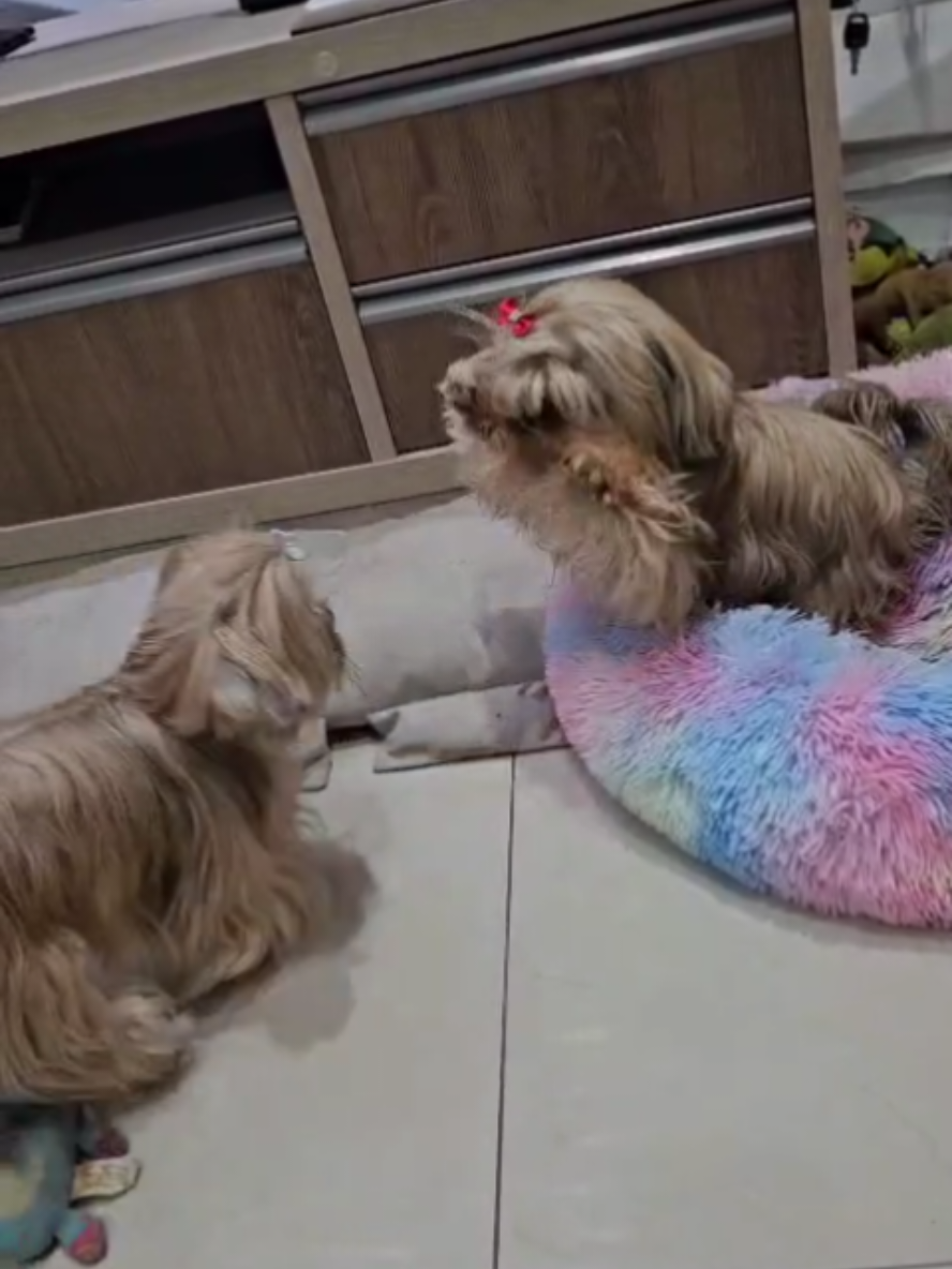 @Trio Pet Love