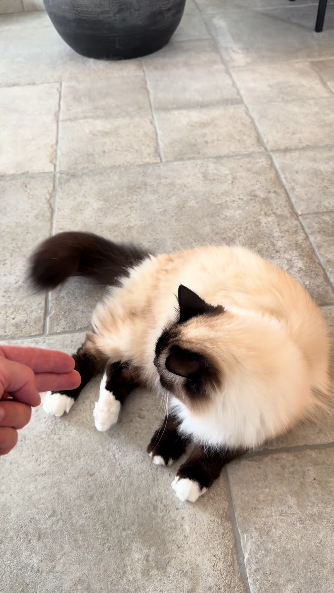 @Henk&Ollie 😺
