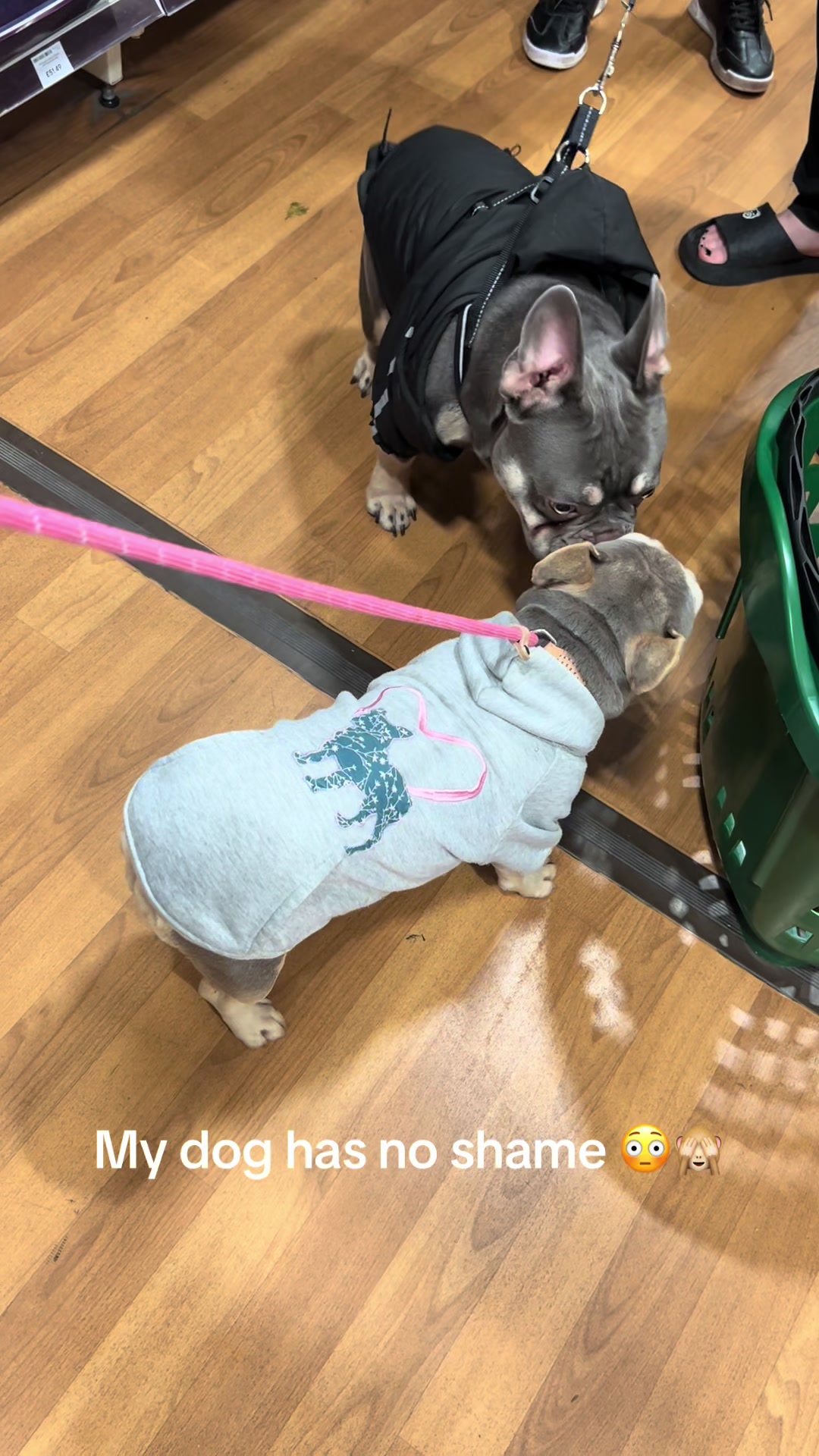 @perfectibull_uk