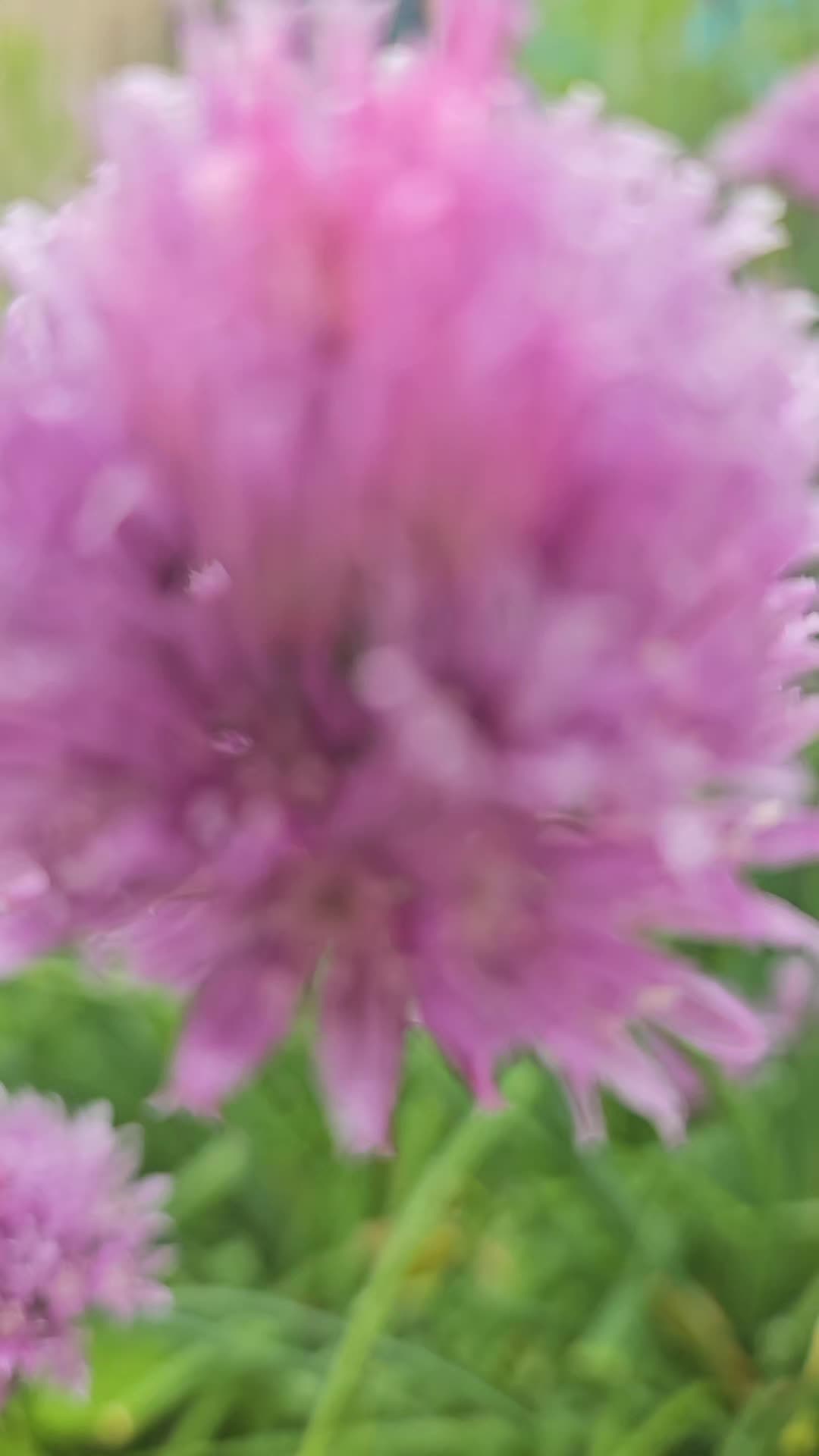 @SmallfarmBigDreams