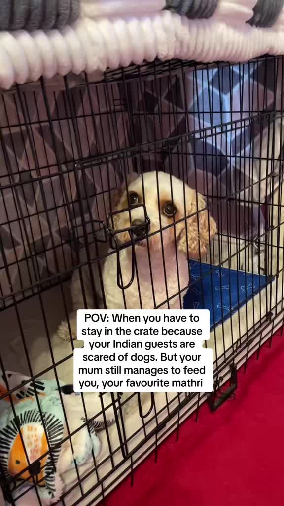 @My Cavachon