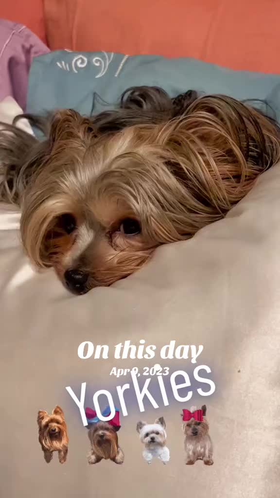 @#animalhyperbarics