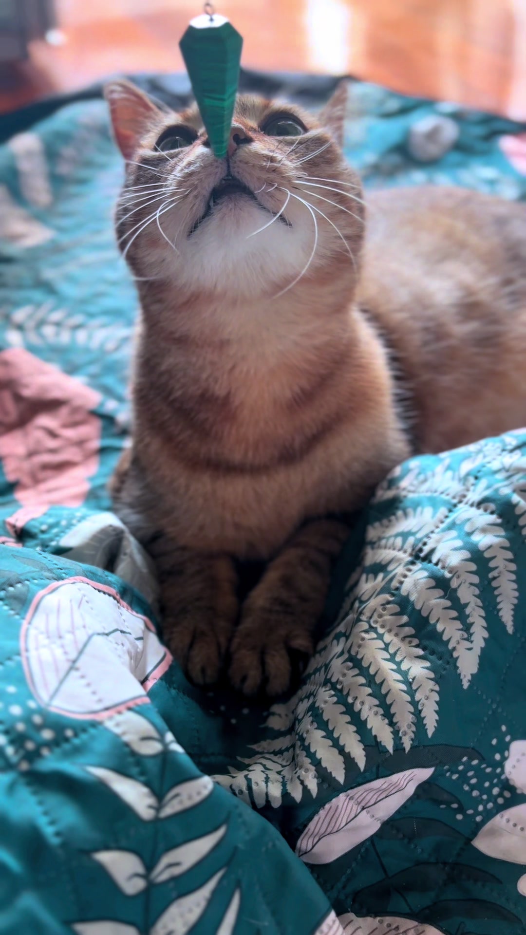@Life with Kokoro the cat