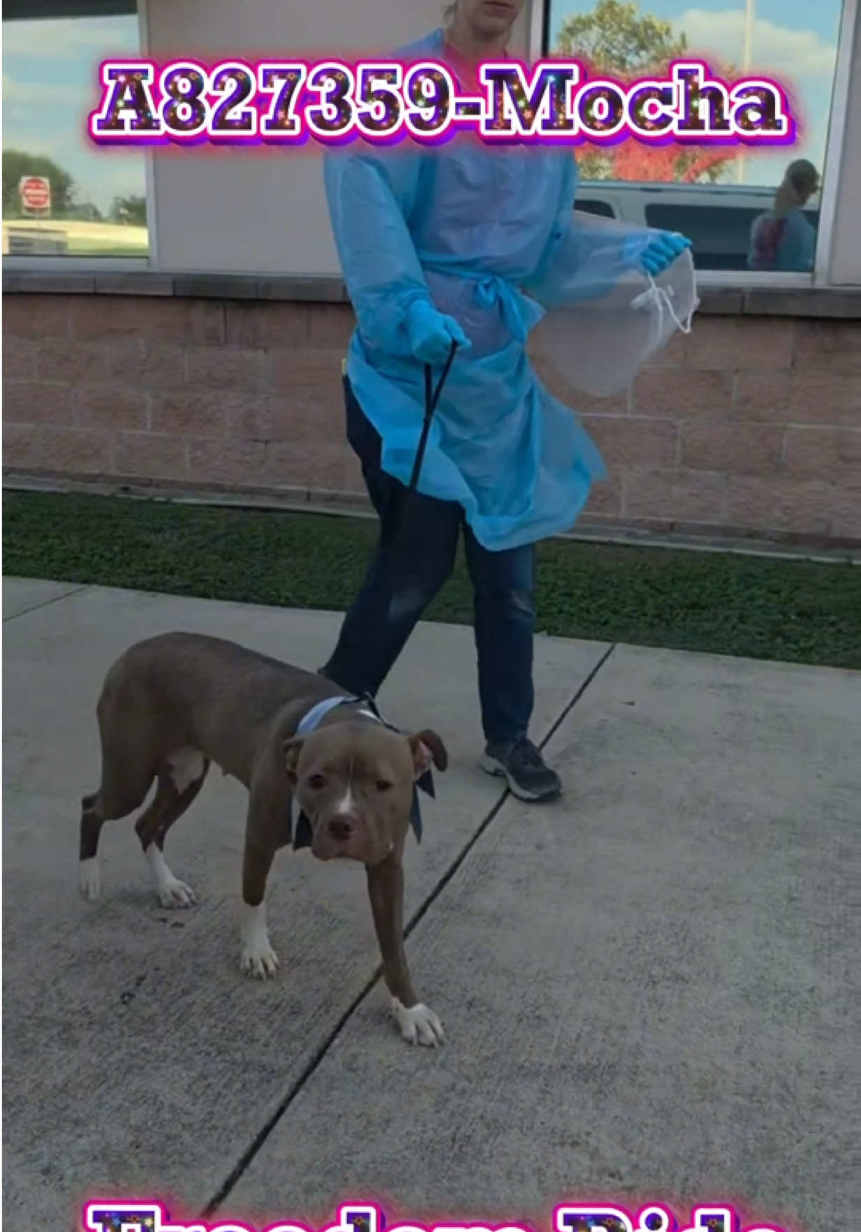@pawssavingpaws