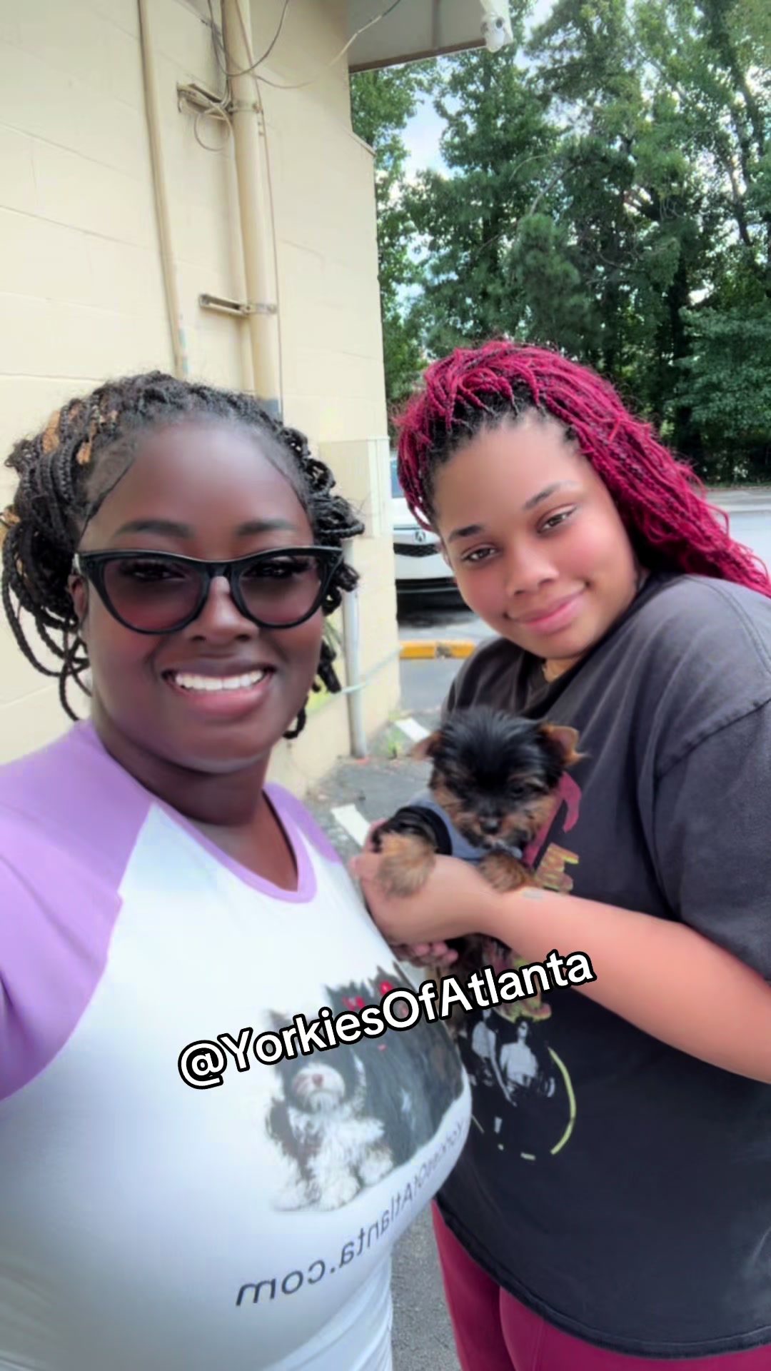 @Yorkies Of Atlanta