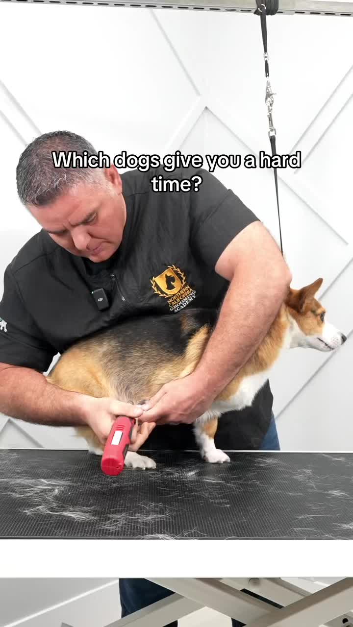 @NorCal Grooming Academy